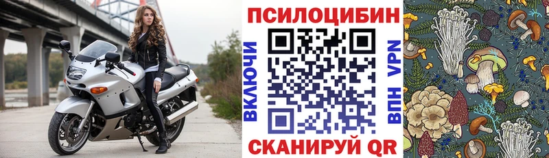 купить наркоту  Хадыженск  Псилоцибиновые грибы Psilocybe 